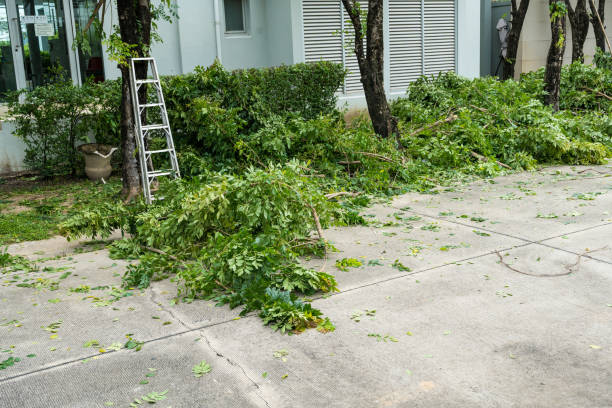 Best Storm Damage Tree Cleanup  in Wallingford Center, CT